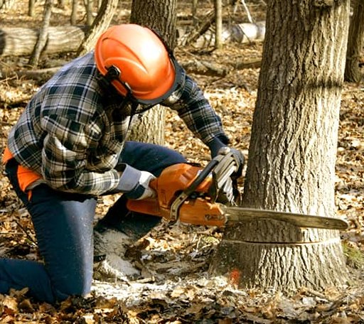 Tree Removal in Lake Pleasant, MA